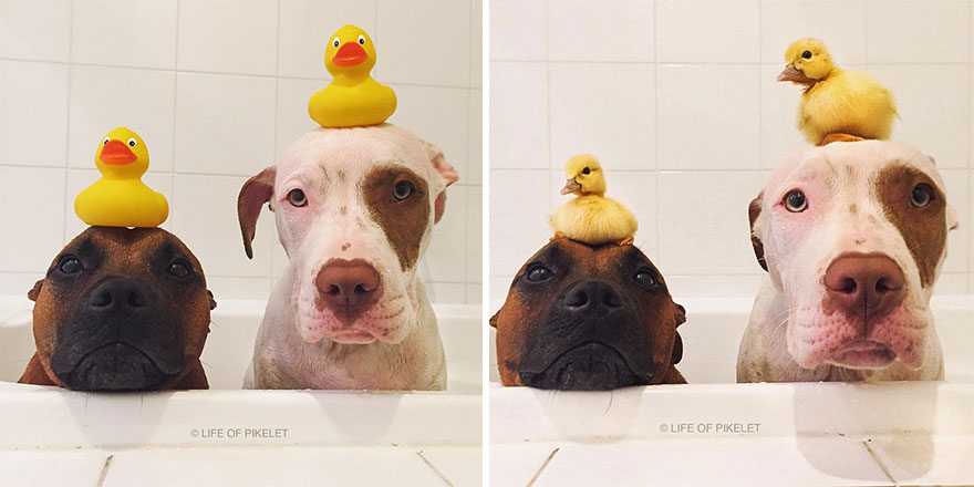 amistad-animal-patos-perros-rescatados-pikelet-patty (10)