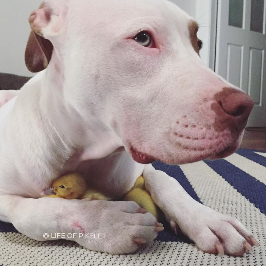 amistad-animal-patos-perros-rescatados-pikelet-patty (2)