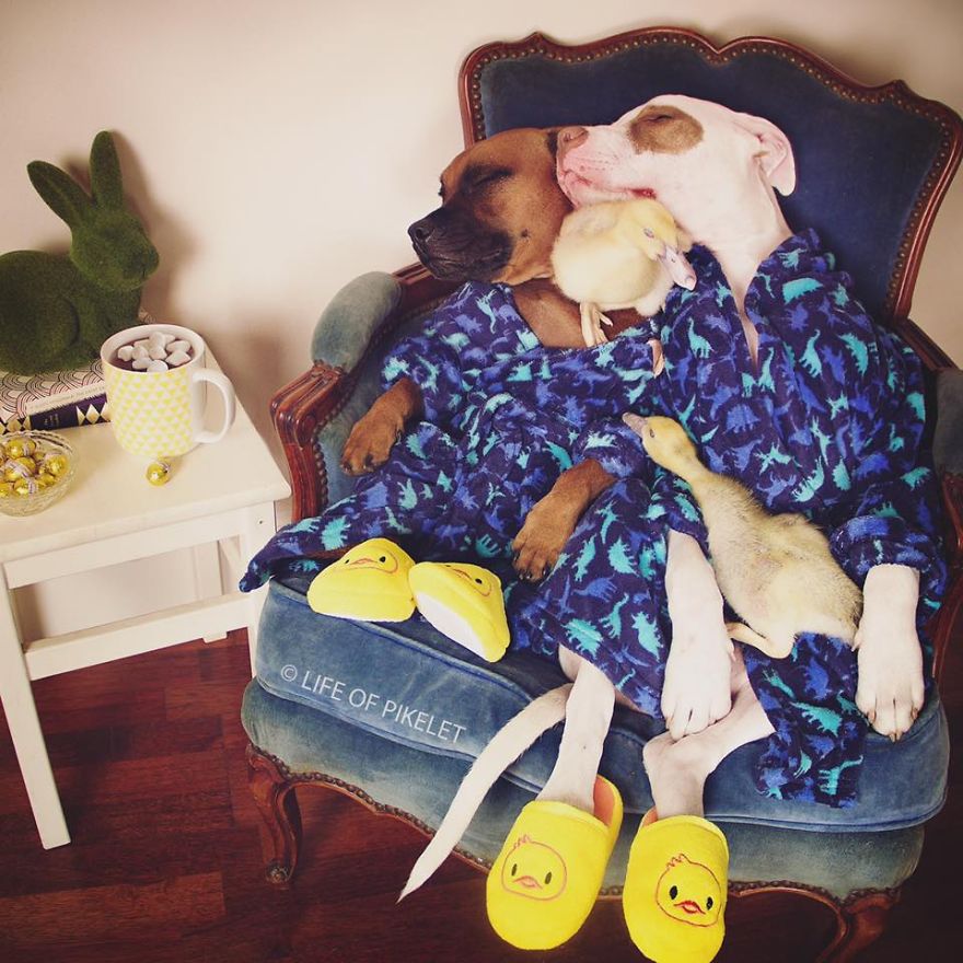 amistad-animal-patos-perros-rescatados-pikelet-patty (6)