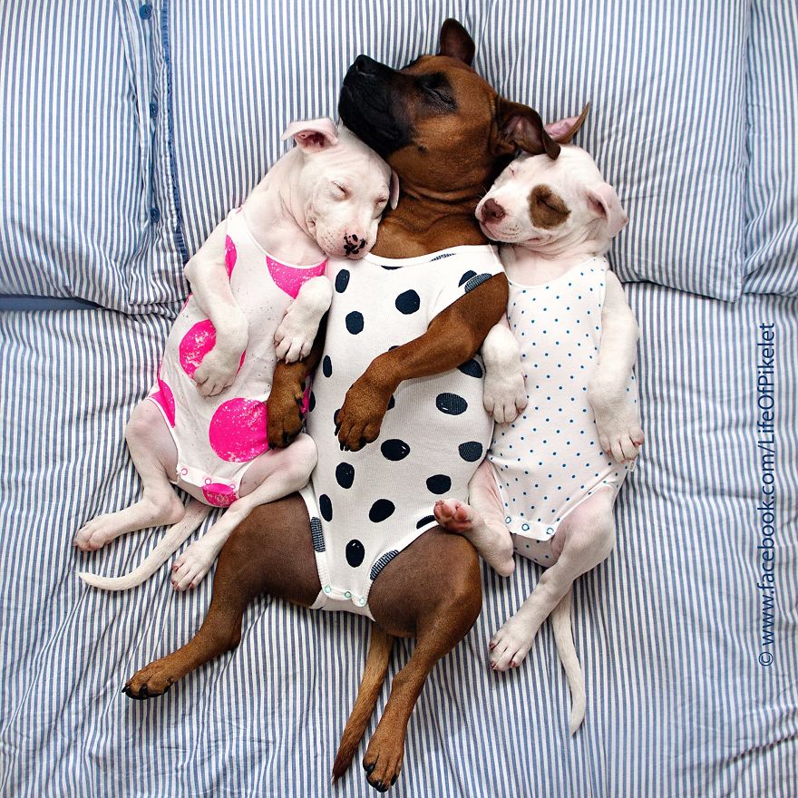 amistad-animal-patos-perros-rescatados-pikelet-patty (8)