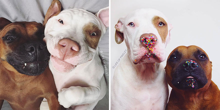 amistad-animal-patos-perros-rescatados-pikelet-patty (9)