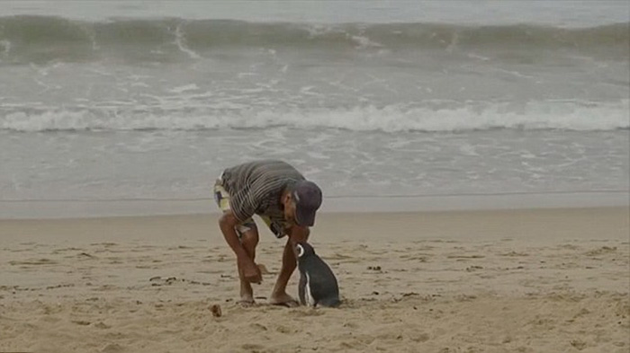 amistad-pinguino-dindim-joao-pereira-brasil (1)