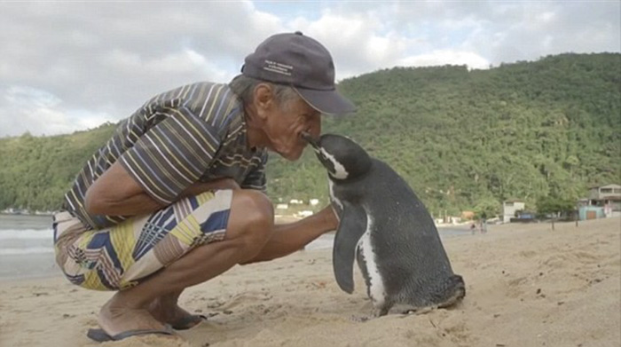 amistad-pinguino-dindim-joao-pereira-brasil (7)