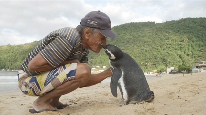Este pingüino nada 8000 kms cada año para ver al hombre que le salvó la vida