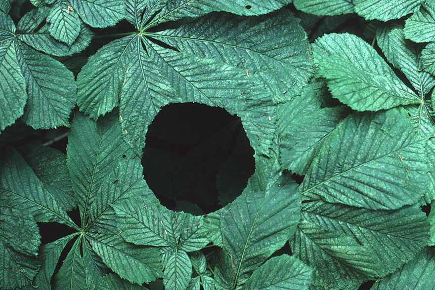 arte-terrestre-andy-goldsworthy (13)