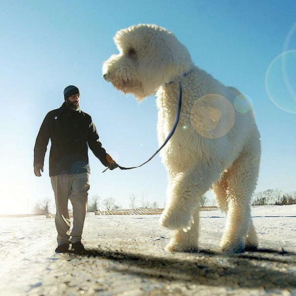 aventuras-juji-perro-gigante-photoshop-christopher-cline (12)