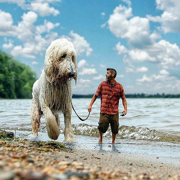 aventuras-juji-perro-gigante-photoshop-christopher-cline (13)