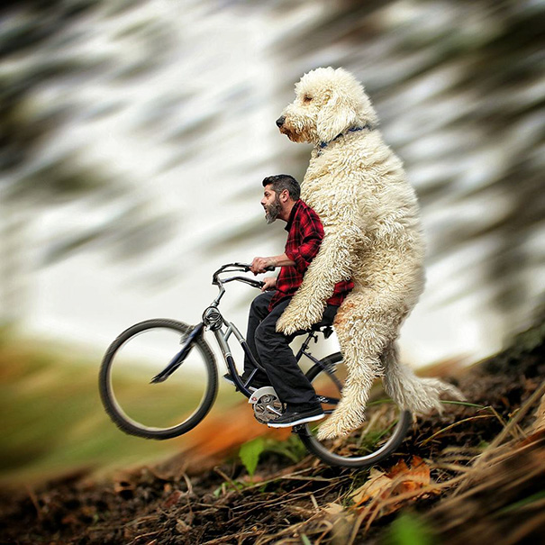 aventuras-juji-perro-gigante-photoshop-christopher-cline (14)