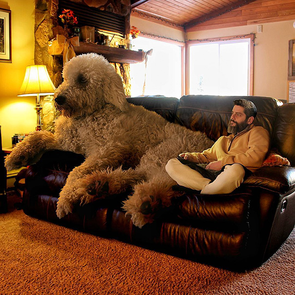aventuras-juji-perro-gigante-photoshop-christopher-cline (15)