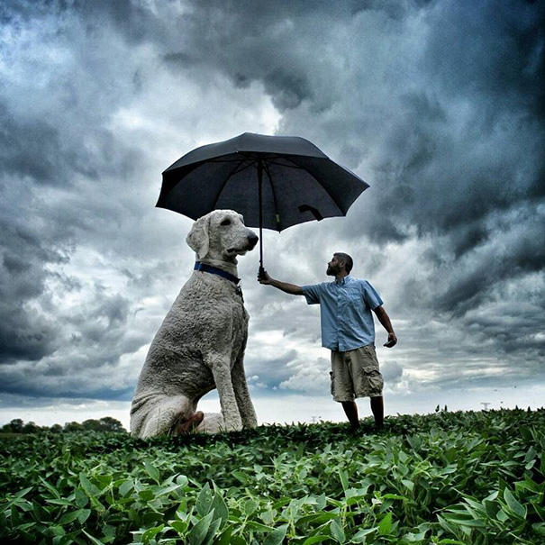 aventuras-juji-perro-gigante-photoshop-christopher-cline (17)