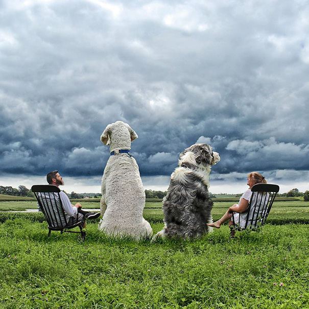 aventuras-juji-perro-gigante-photoshop-christopher-cline (4)