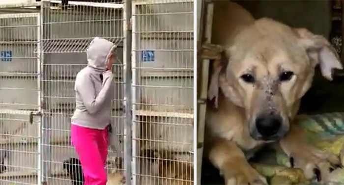 Esta mujer no podía elegir qué perro adoptar, así que compró el refugio entero