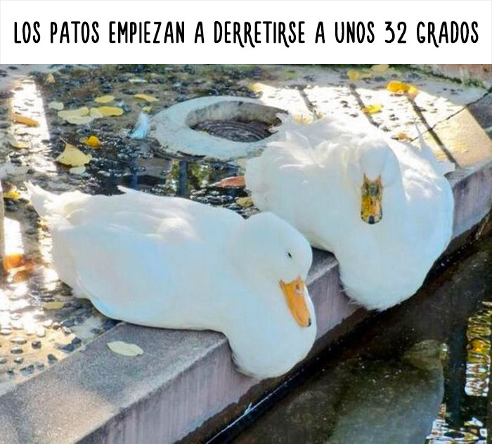 datos-animales-divertidos-10