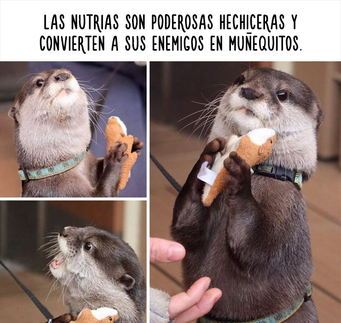 datos-animales-divertidos-11