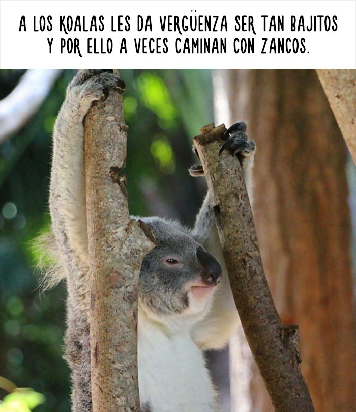 datos-animales-divertidos-12
