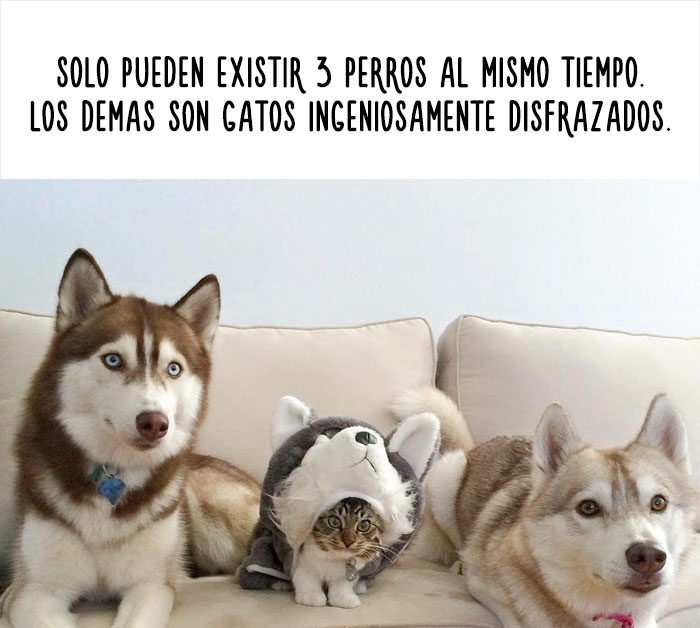 datos-animales-divertidos-13