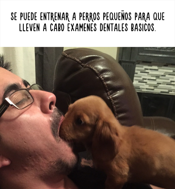 datos-animales-divertidos-14