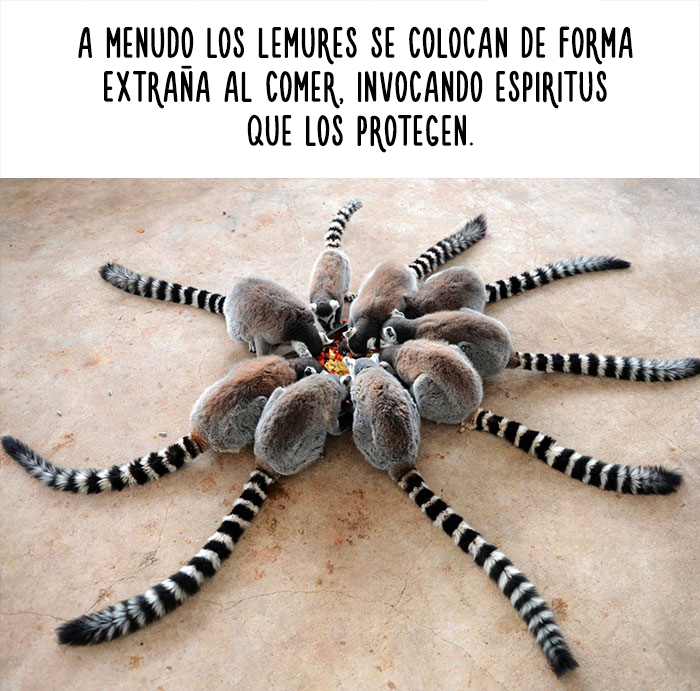 datos-animales-divertidos-15