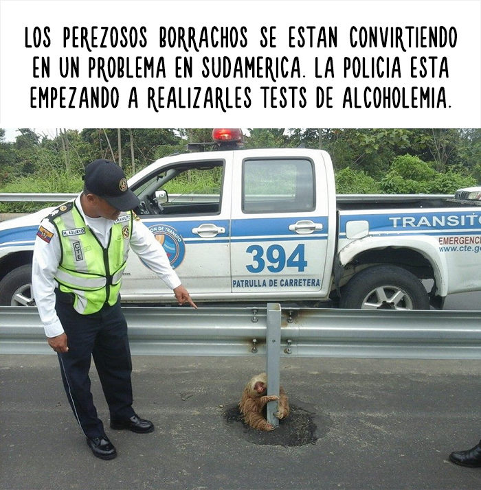 datos-animales-divertidos-2