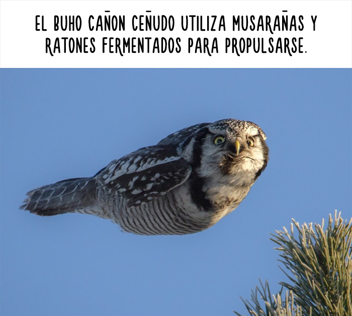 datos-animales-divertidos-5