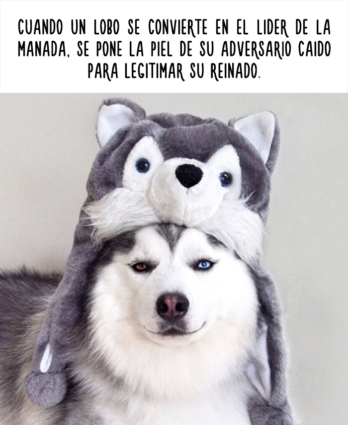 datos-animales-divertidos-6