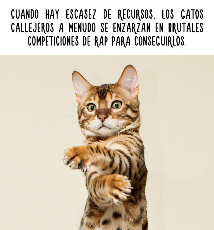 datos-animales-divertidos-7
