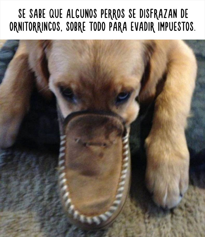 datos-animales-divertidos-8