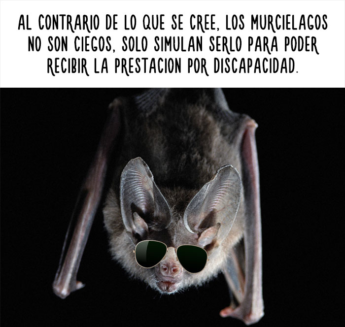 datos-animales-divertidos-9
