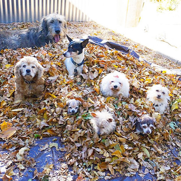 familia-perros-ancianos-adoptados-steve-greig (10)