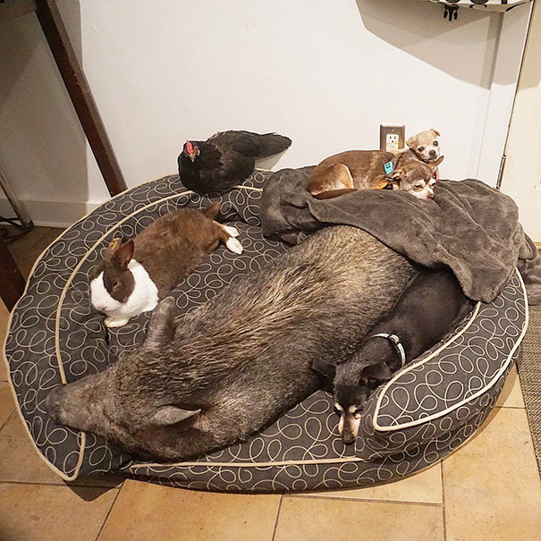 familia-perros-ancianos-adoptados-steve-greig (12)
