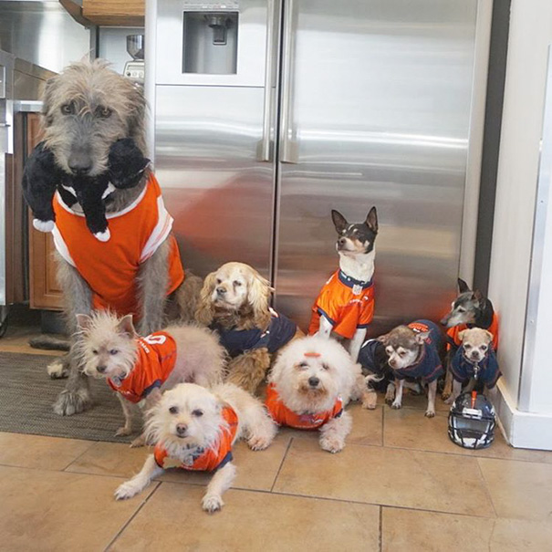 familia-perros-ancianos-adoptados-steve-greig (13)