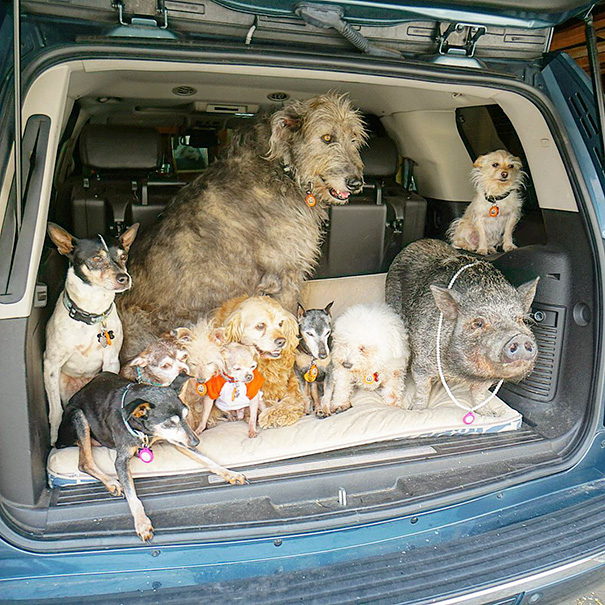 familia-perros-ancianos-adoptados-steve-greig (15)