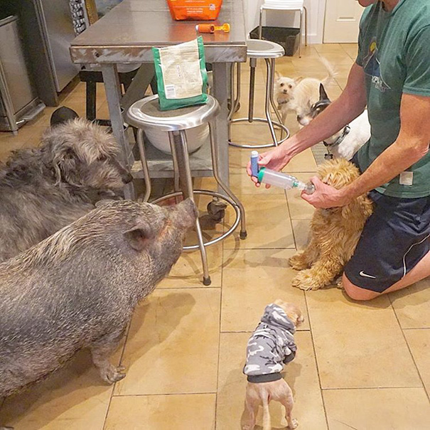 familia-perros-ancianos-adoptados-steve-greig (16)