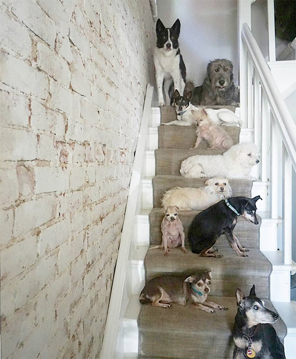familia-perros-ancianos-adoptados-steve-greig (17)