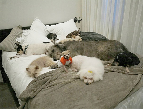 familia-perros-ancianos-adoptados-steve-greig (18)