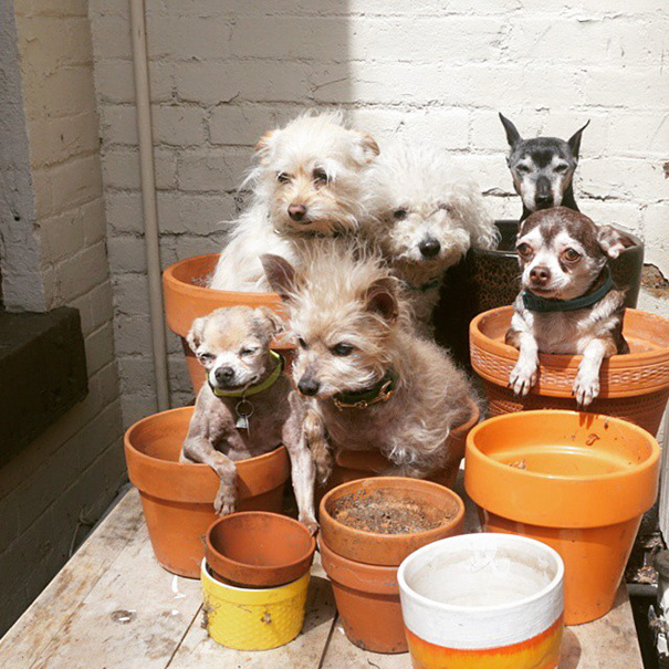 familia-perros-ancianos-adoptados-steve-greig (2)