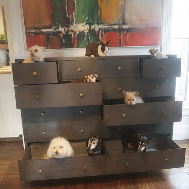 familia-perros-ancianos-adoptados-steve-greig (3)