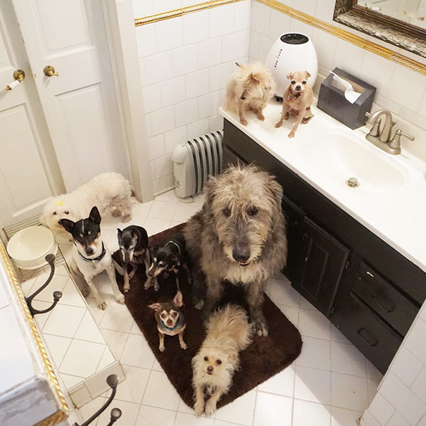 familia-perros-ancianos-adoptados-steve-greig (5)