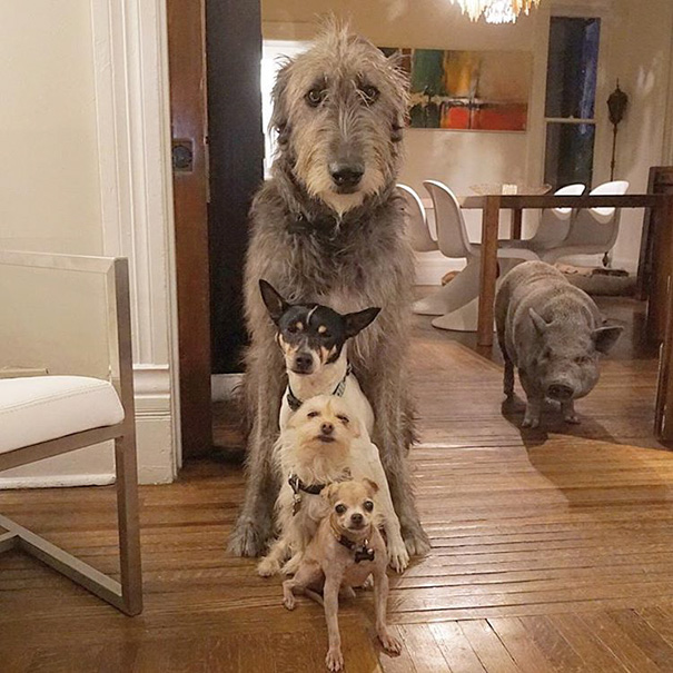 familia-perros-ancianos-adoptados-steve-greig (7)