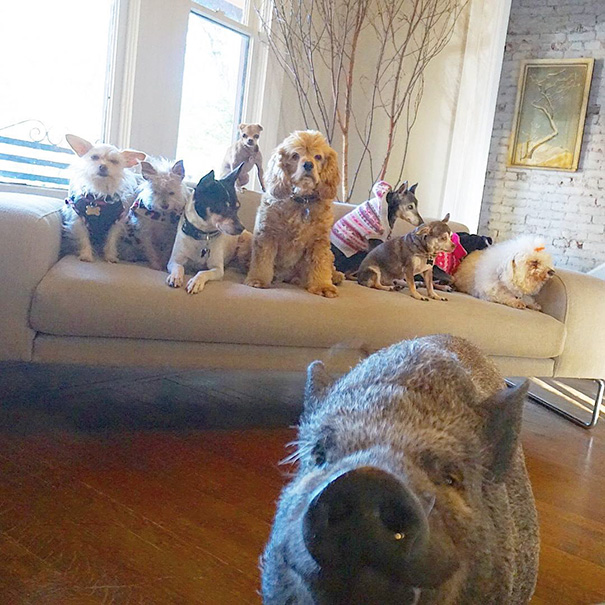 familia-perros-ancianos-adoptados-steve-greig (8)