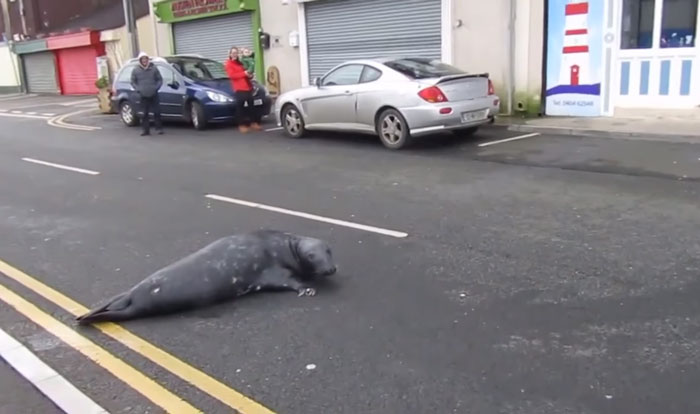 foca-sammy-cruza-calle-restaurante-marisco-irlanda (1)