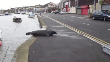 foca-sammy-cruza-calle-restaurante-marisco-irlanda (2)