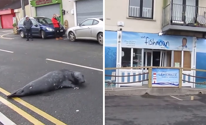 Esta foca cruza la calle cada día para ir a su restaurante de marisco favorito