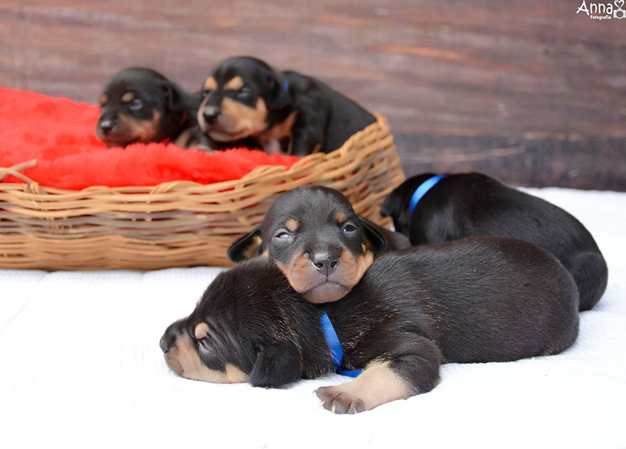 fotos-cachorros-perro-lilica-ana-paula-grillo (1)