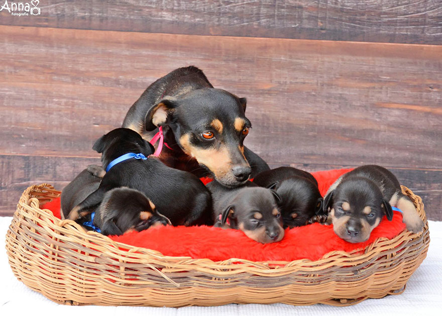fotos-cachorros-perro-lilica-ana-paula-grillo (10)
