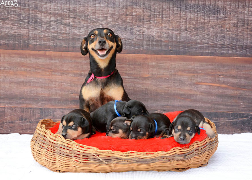 fotos-cachorros-perro-lilica-ana-paula-grillo (3)
