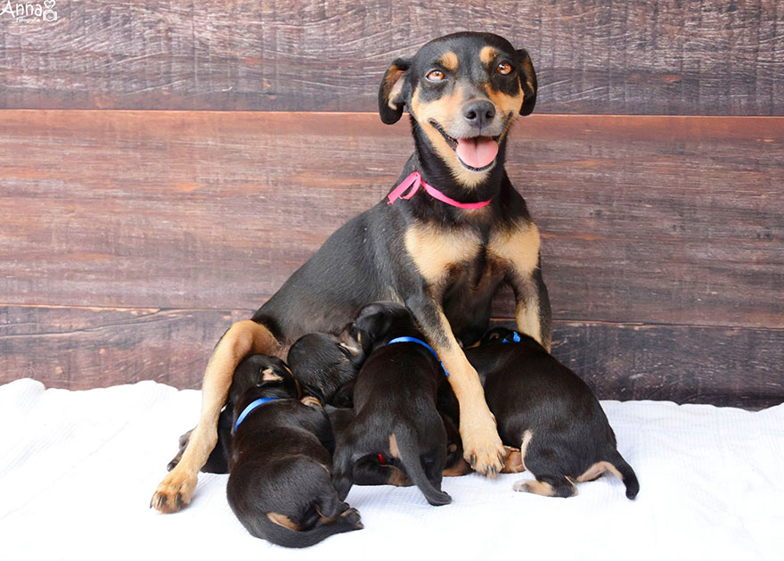 fotos-cachorros-perro-lilica-ana-paula-grillo (4)