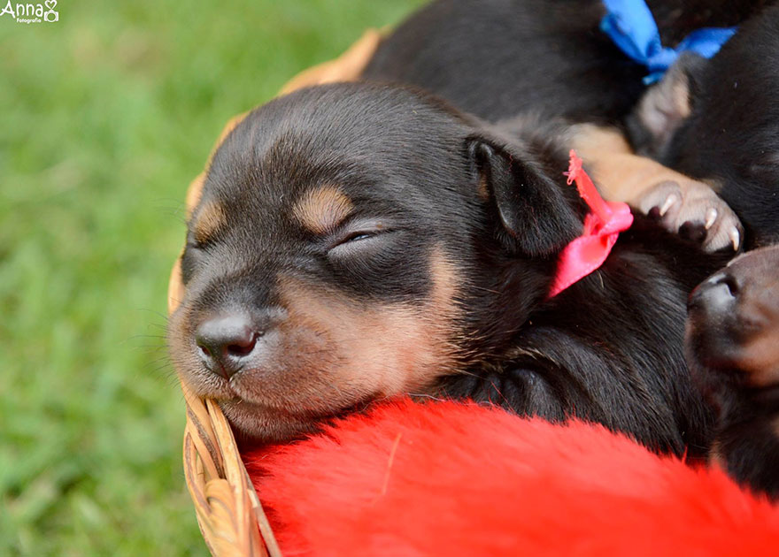 fotos-cachorros-perro-lilica-ana-paula-grillo (5)