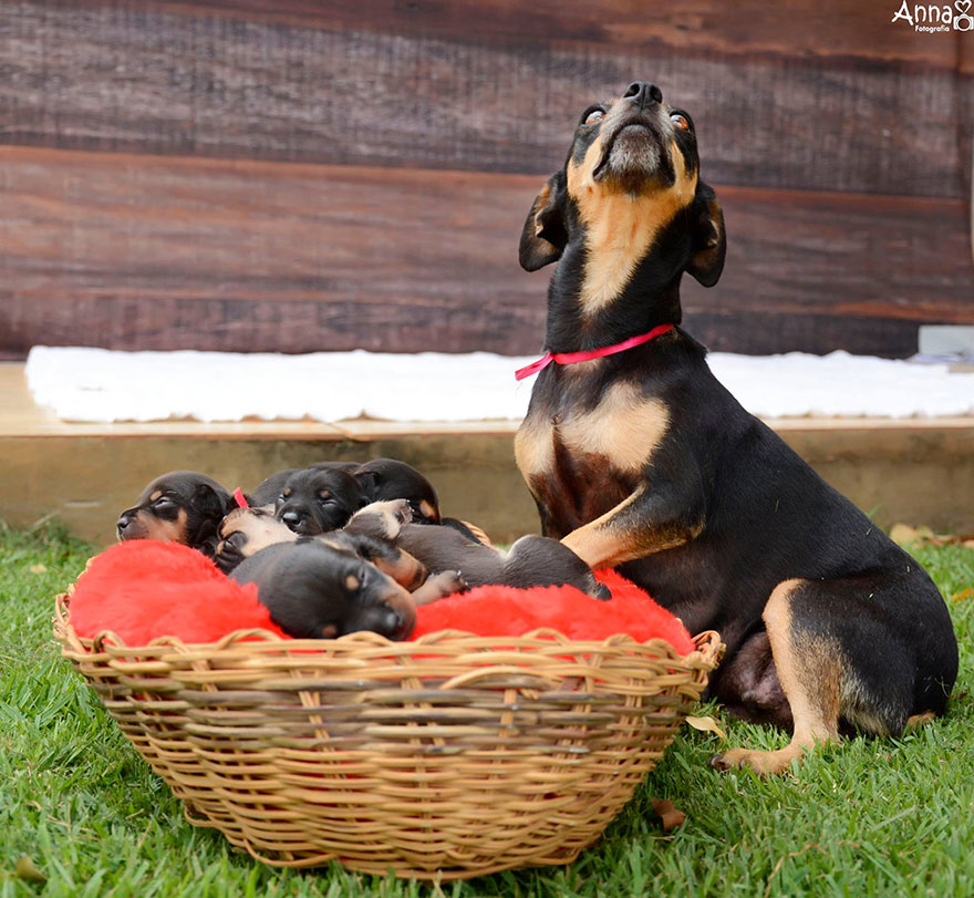 fotos-cachorros-perro-lilica-ana-paula-grillo (6)