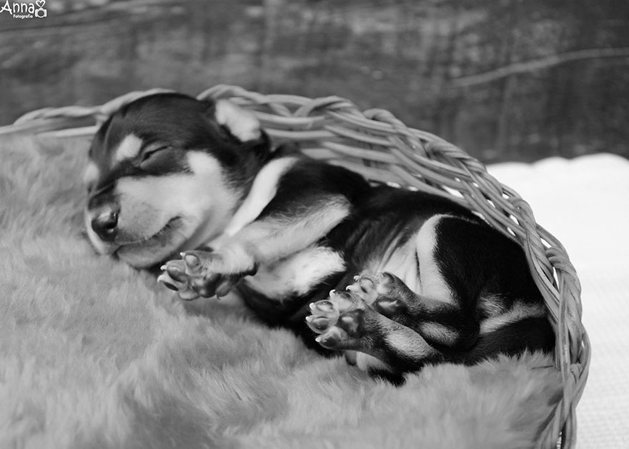 fotos-cachorros-perro-lilica-ana-paula-grillo (7)